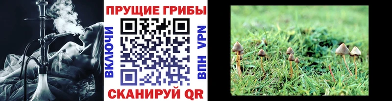 Псилоцибиновые грибы Psilocybine cubensis  Мосальск 